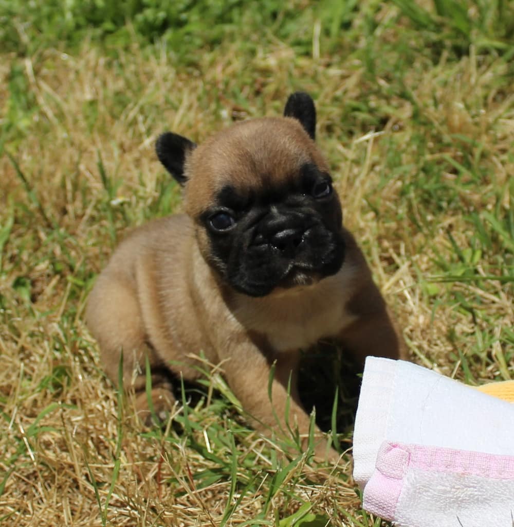 chiot bouledogue français femelle fauve rouge