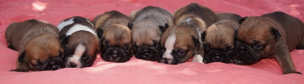 portée bouledogue français fauve, fauve doré, fauve rouge et caille fauve