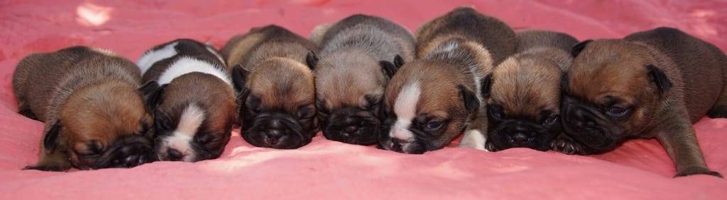 portée bouledogue français fauve, fauve doré, fauve rouge et caille fauve