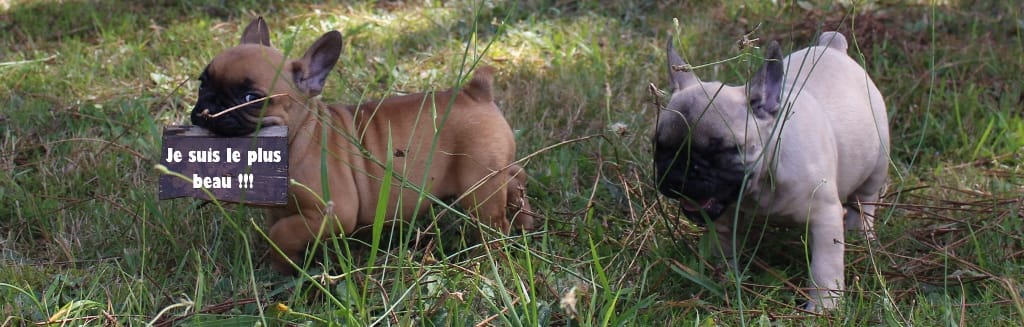 beau bouledogue
