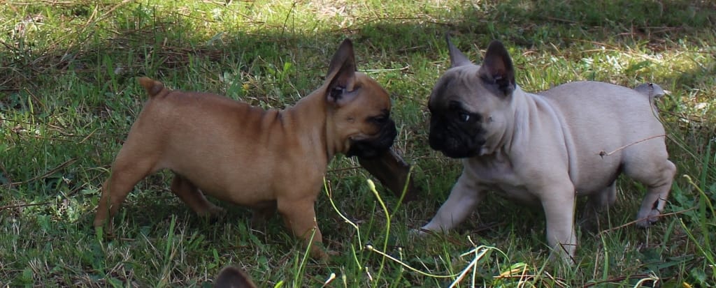 2 bb bouledogue fr