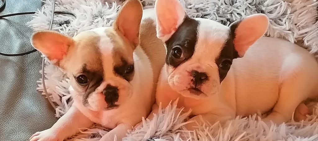 Photos des chiots bouledogues français caille et caille fauve