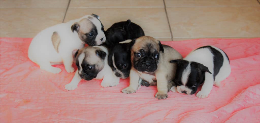 Chiots bouledogue à l'élevage