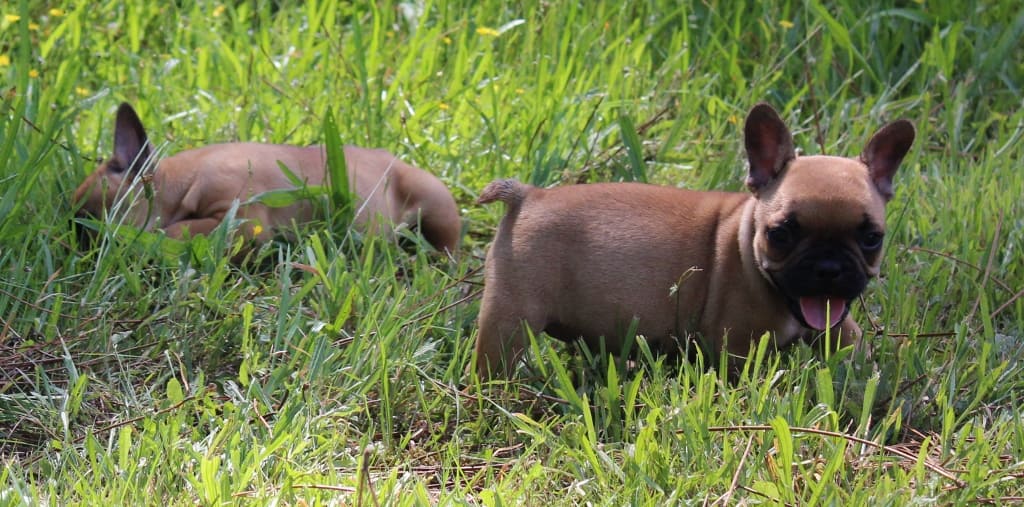 FEMELLE BOULEDOGUE FRANCAIS FAUVE A VENDRE