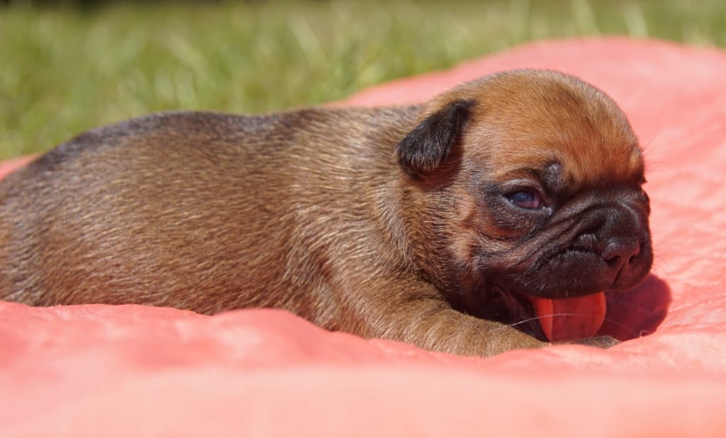 bb femelle fauve rouge