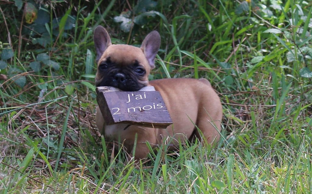 Les chiots bouledogue français disponible