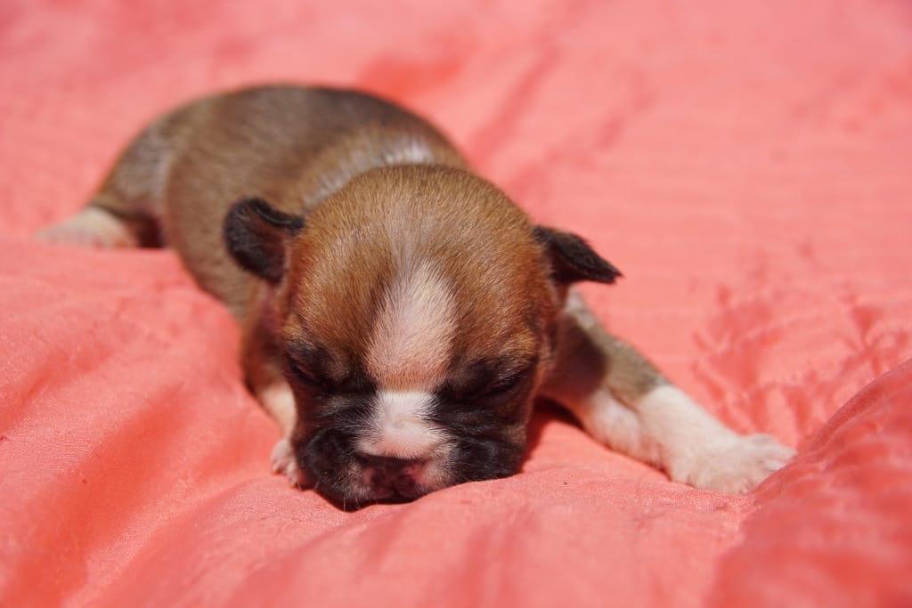 mâle caille fauve rouge