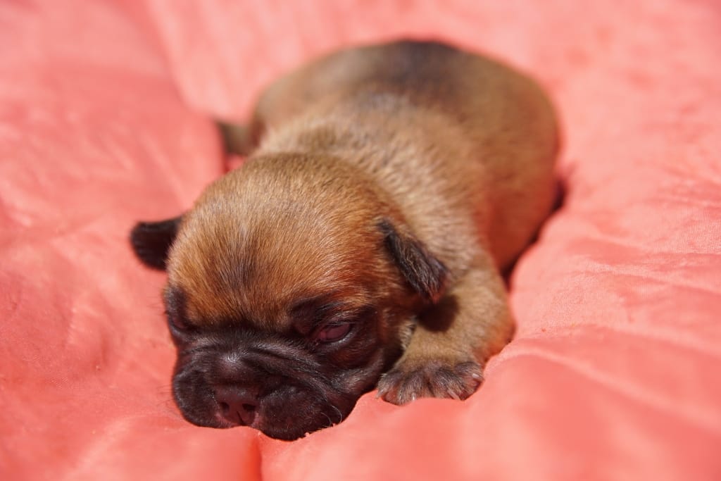 Chiots bouledogue français lof Mai 2019