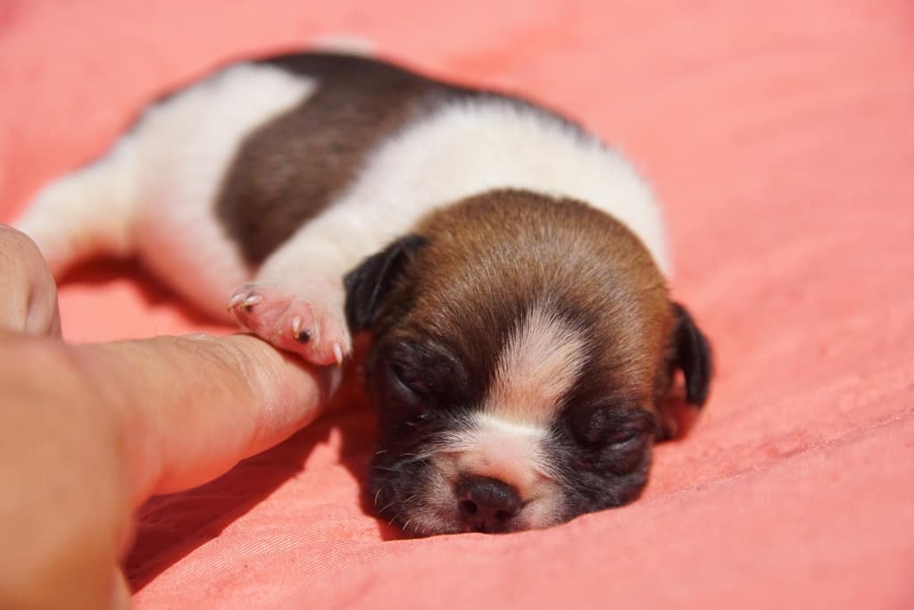 Chiot bouledogue fr caille fauve réservé