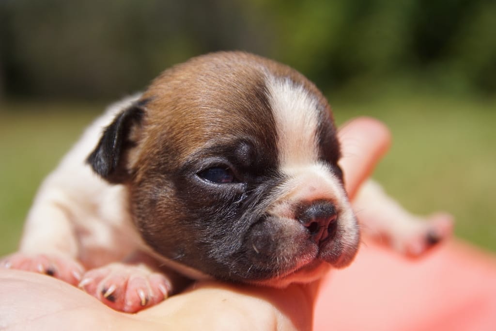 Chiot bouledogue fr caille fauve réservé