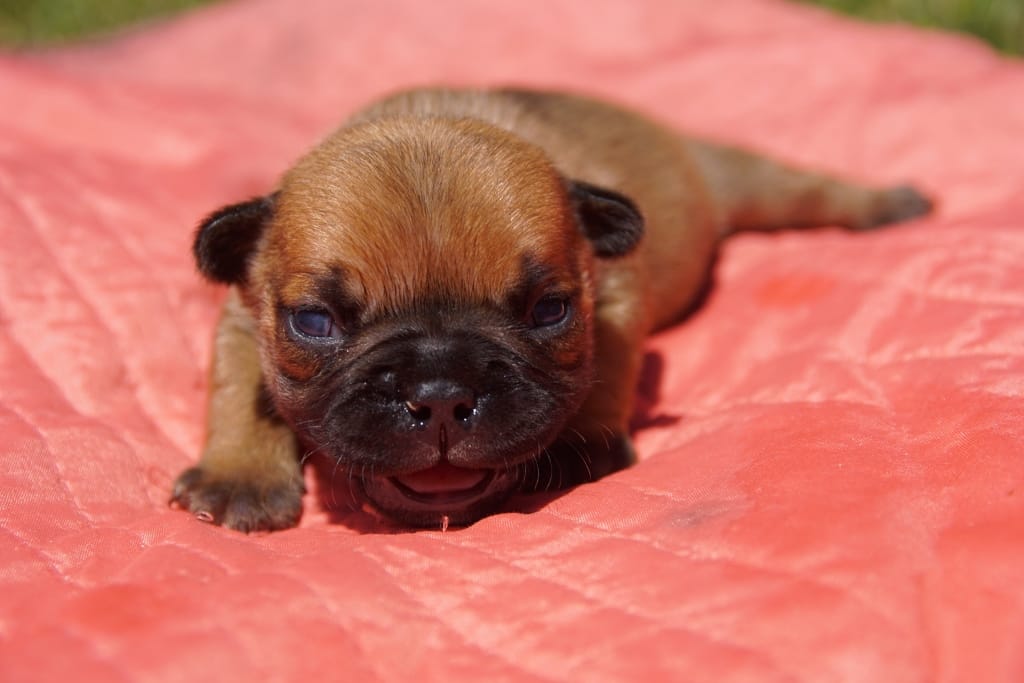 chiot femelle fauve doré