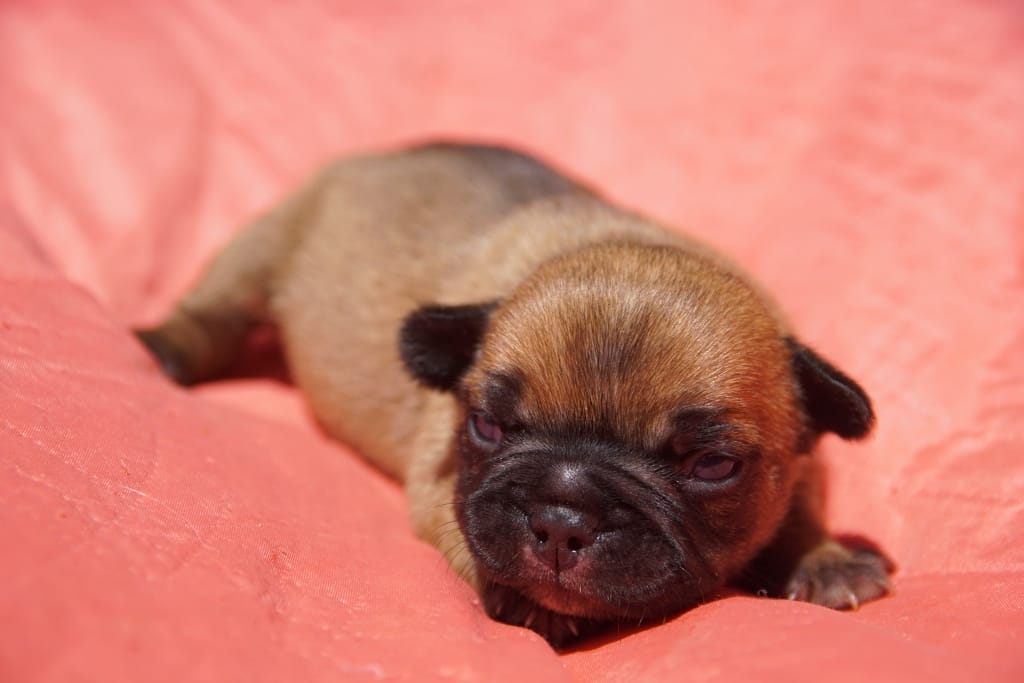 chiot fille boulit fauve rouge
