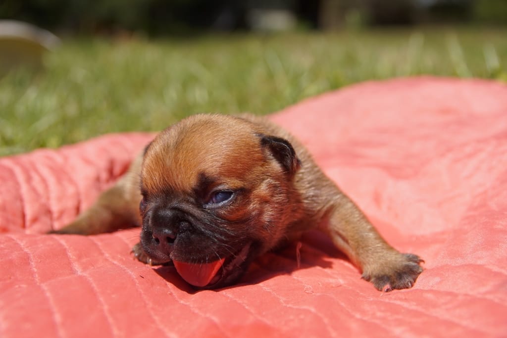 chiot fille fauve rouge