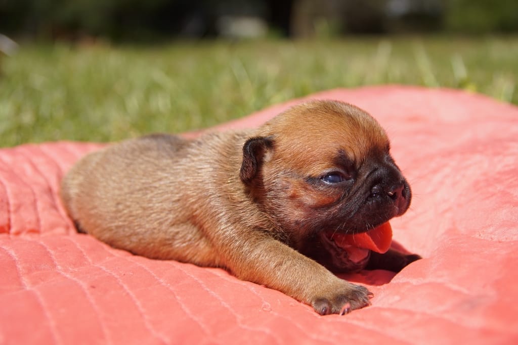 chiots femelle fauve rouge