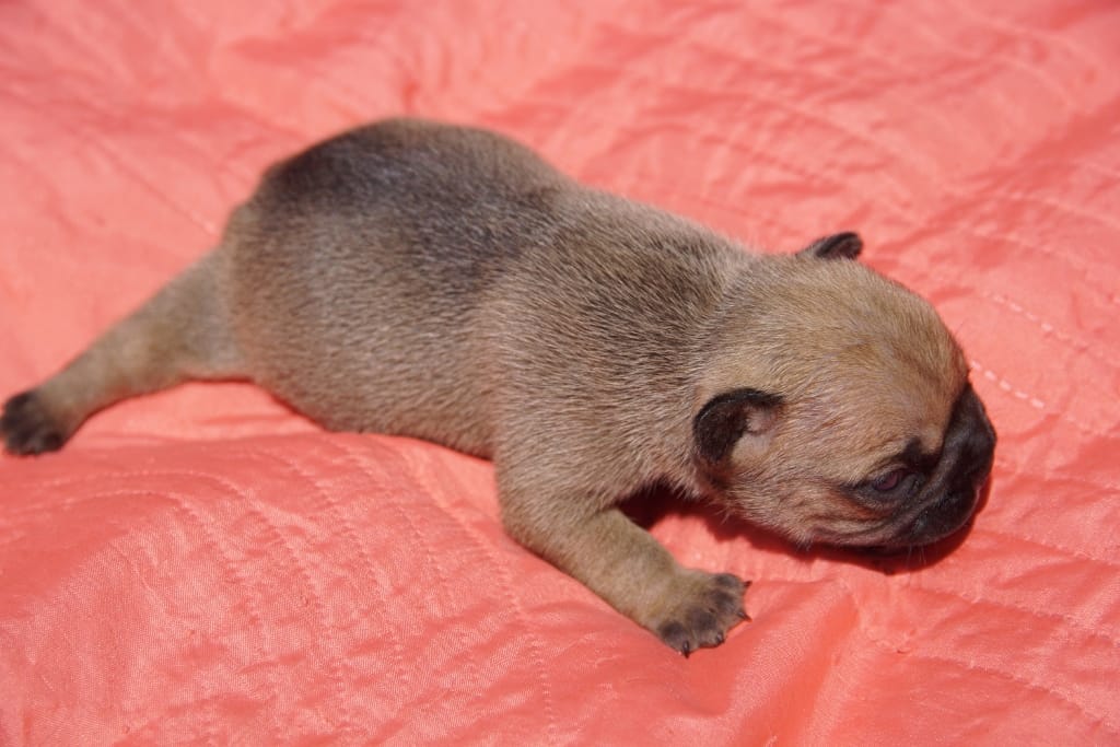 photo femelle bouledogue français fauve reservé