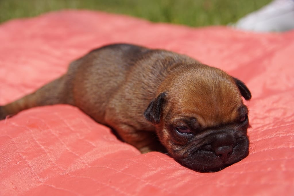 mâle boule fauve rouge