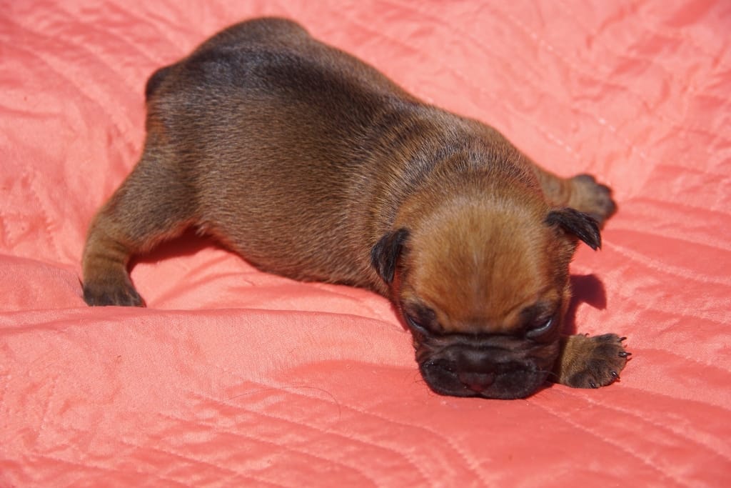 photo bouledogue français fauve rouge