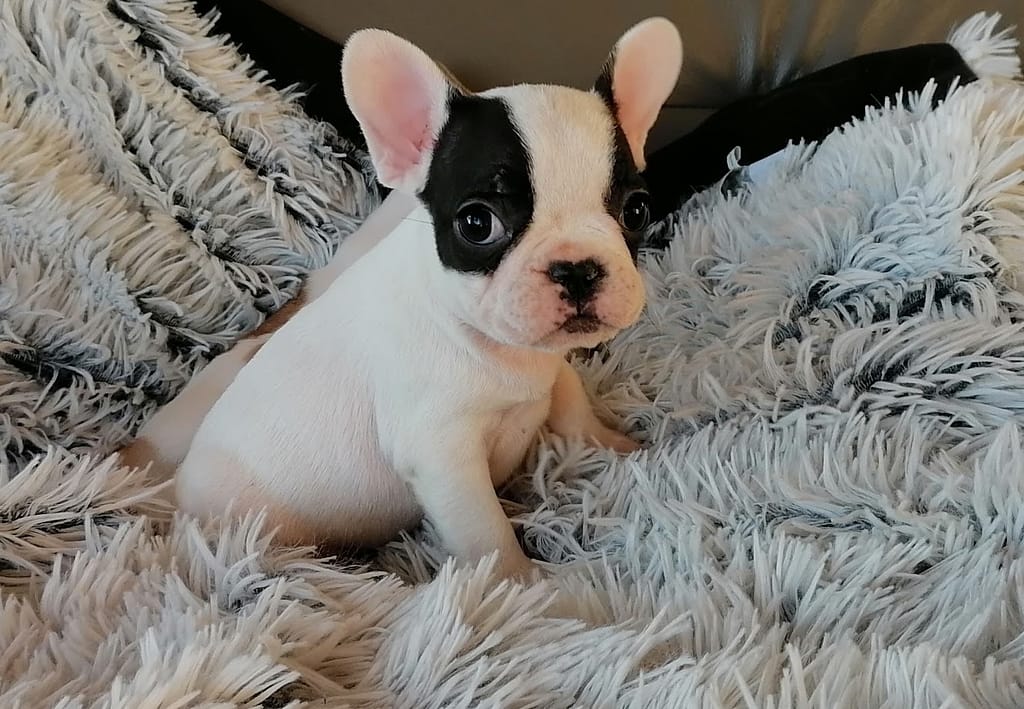 Chiot bouledogue français femelle caille