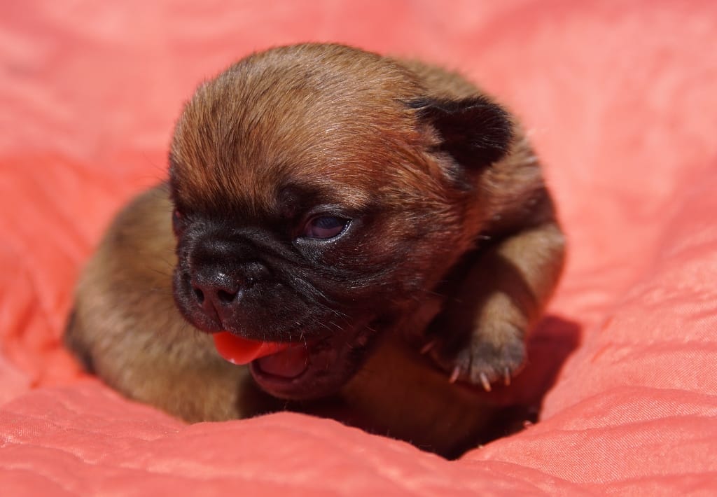 photo chiot boulogue français