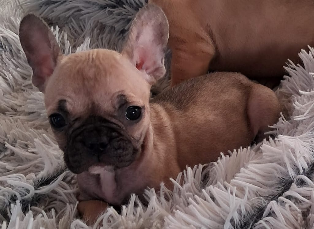 Femelle bouledogue français fauve dorée