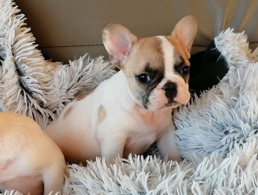 Chiot bouledogue français femelle caille fauve