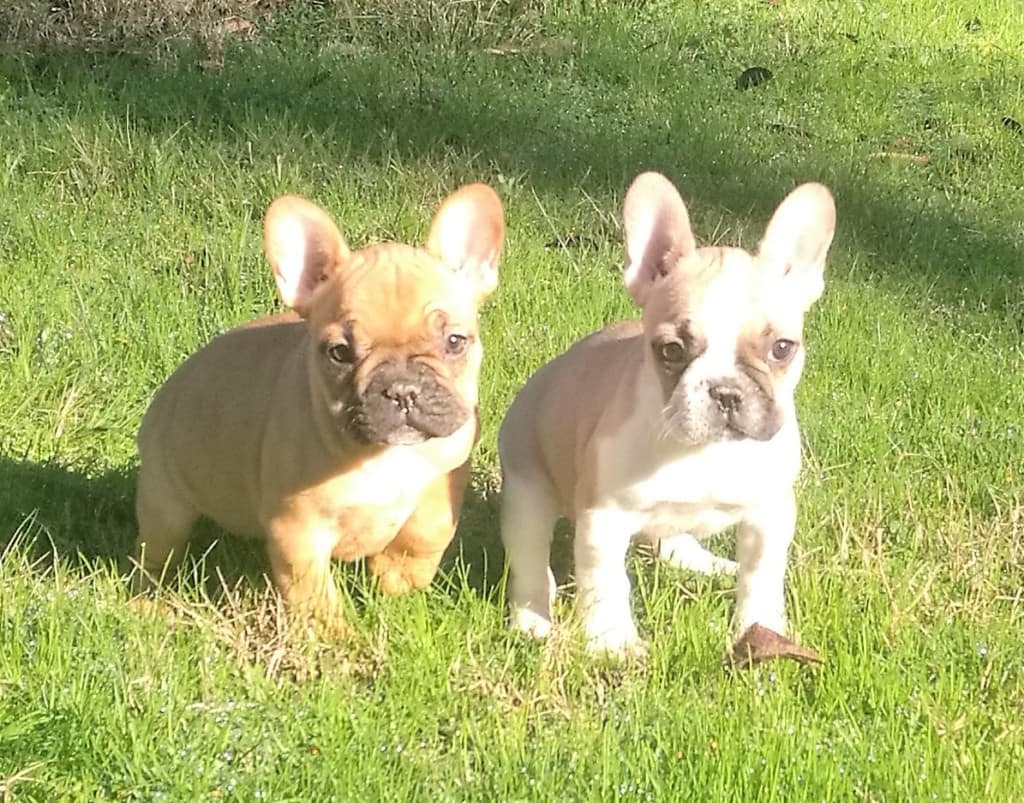 femelle bouledogue français