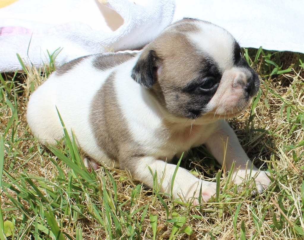 chiot bouledogue français femelle caille fauve