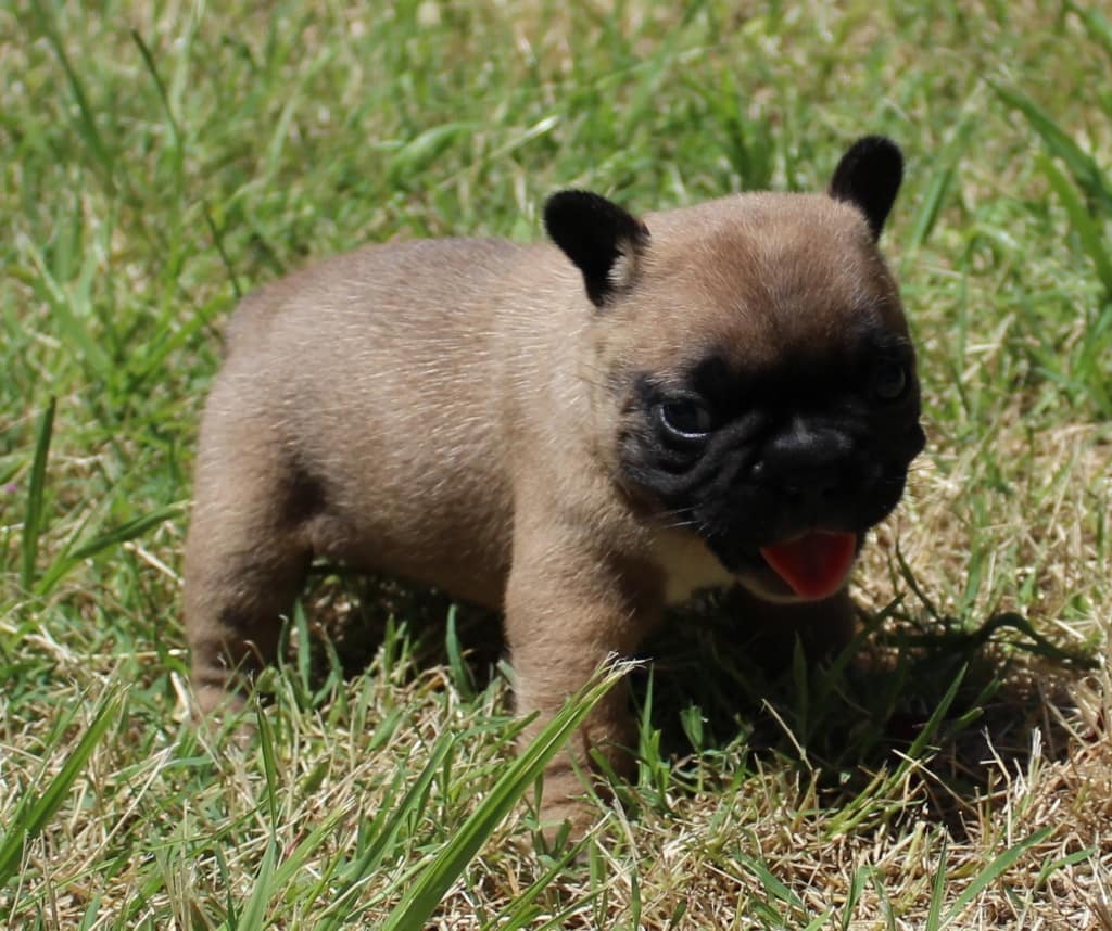chiot bouledogue français mâle fauve rouge