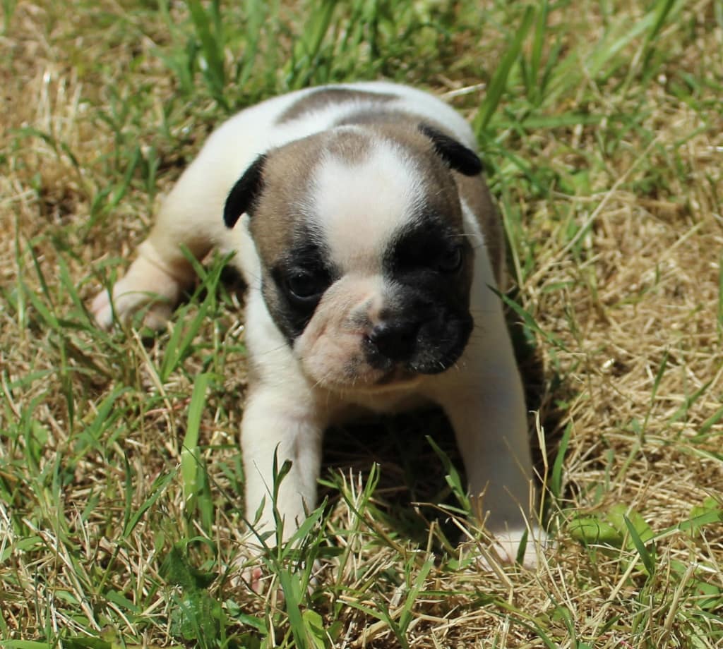 chiot bouledogue français mâle caille fauve