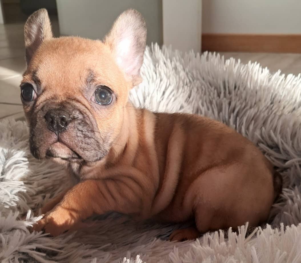 Mâle bouledogue français fauve rouge