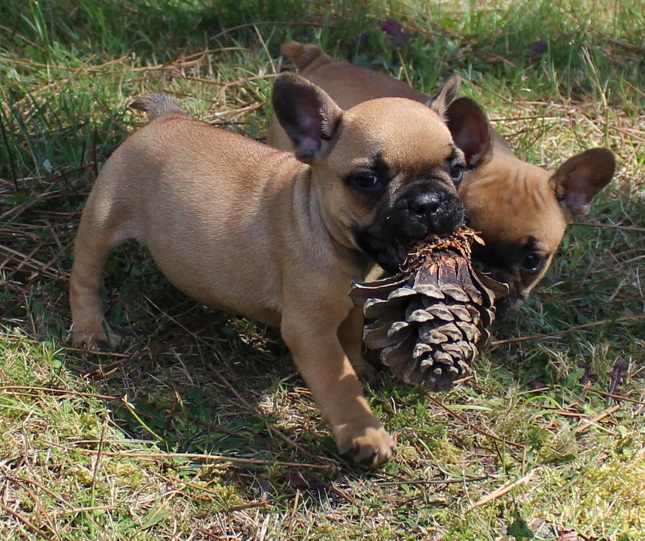 Chiot femelle bouledogue français lof fauve  1590 euros