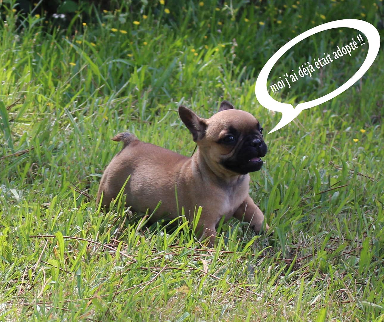 bouledogue francais reservé