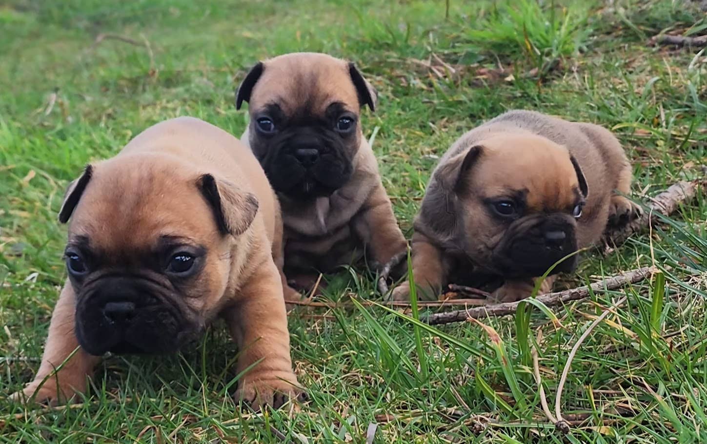 Chiots bouledogue français mi Mars 2025