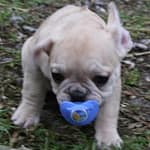 chiot bouledogue français fauve