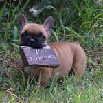 Les chiots bouledogue français disponible