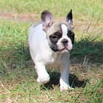 Femelle bouledogue français caille fauve 1100 euros
