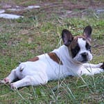 male bouledogue français caille fauve 1050 euros