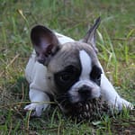 Femelle bouledogue français caille fauve 1100 euros