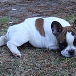 mâle bouledogue français caille fauve rouge