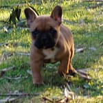 CHIOT BOULEDOGUE FAUVE ROUGE