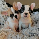 2 femelles bouledogue français caille et caille fauve