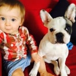 Max bouledogue français caille fauve appartenant à Mme Agazzi