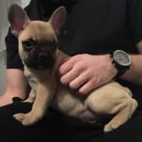 Méo chiot bouledogue français fauve appartenant à Mr Perez et Melle Frederic