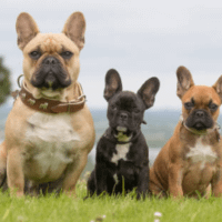 maman bouledogue français avec ses 2 chiots