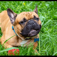 Eleveur de bouledogue français fauve rouge