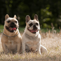 couple de bouledogue français à l'élevage