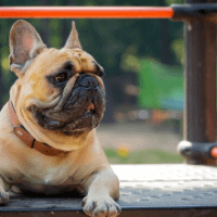 Eleveur de bouledogue français fauve