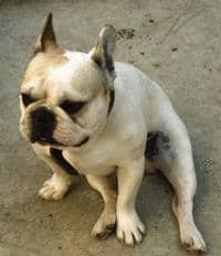 Rostan notre ancien mâle bouledogue français reproducteur