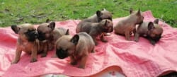 Chiots bouledogue français fauve doré et fauve rouge Chiots bouledogue français fauve doré et fauve rouge
