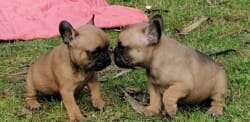 Chiot bouledogue français disponible actuellement Chiot bouledogue français disponible actuellement